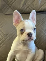 Riley, a male French Bulldog for sale in Osceola, MO – 1 of 10