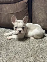 Honey, a male French Bulldog for sale in Osceola, MO – 3 of 3