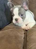 Sammy, a male French Bulldog for sale in Osceola, MO – 4 of 10