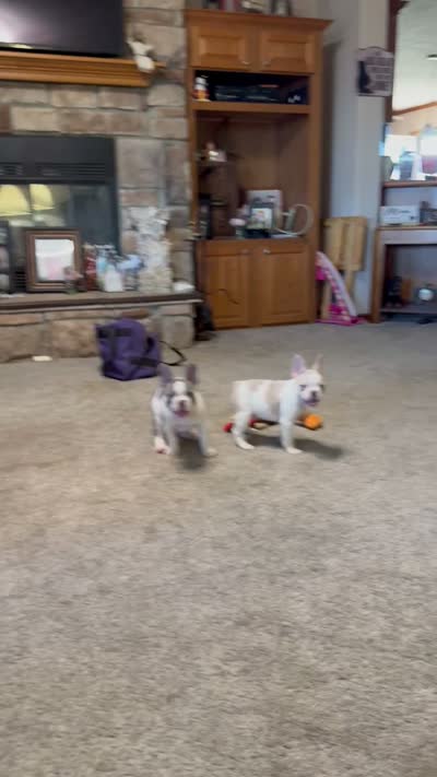 Riley, a male French Bulldog for sale in Osceola, MO – 10 of 10