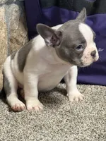Sammy, a male French Bulldog for sale in Osceola, MO – 7 of 10