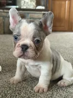 Lucy, a female French Bulldog for sale in Osceola, MO – 3 of 8