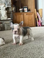 Henry, a male French Bulldog for sale in Osceola, MO – 5 of 6