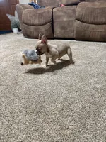 Little Annie, a female French Bulldog for sale in Osceola, MO – 8 of 10