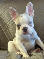 Riley, a male French Bulldog for sale in Osceola, MO – 2 of 10