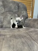 Little Annie, a female French Bulldog for sale in Osceola, MO – 2 of 10