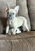 processed/d374a149-8ea5-458f-b1b9-7a1101c68a4a/listing/a41d2481-d9d8-495a-9730-ed336350445d/31517ad6-c0d1-4764-9fde-f2be541f8c94