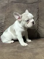 Sammy, a male French Bulldog for sale in Osceola, MO – 5 of 10