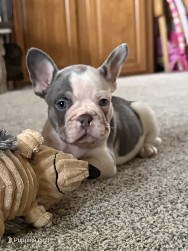 Henry – French Bulldog puppy for sale in Osceola, MO