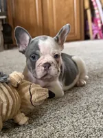 Henry, a male French Bulldog for sale in Osceola, MO – 1 of 6