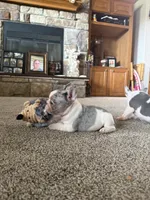 Lucy, a female French Bulldog for sale in Osceola, MO – 8 of 8