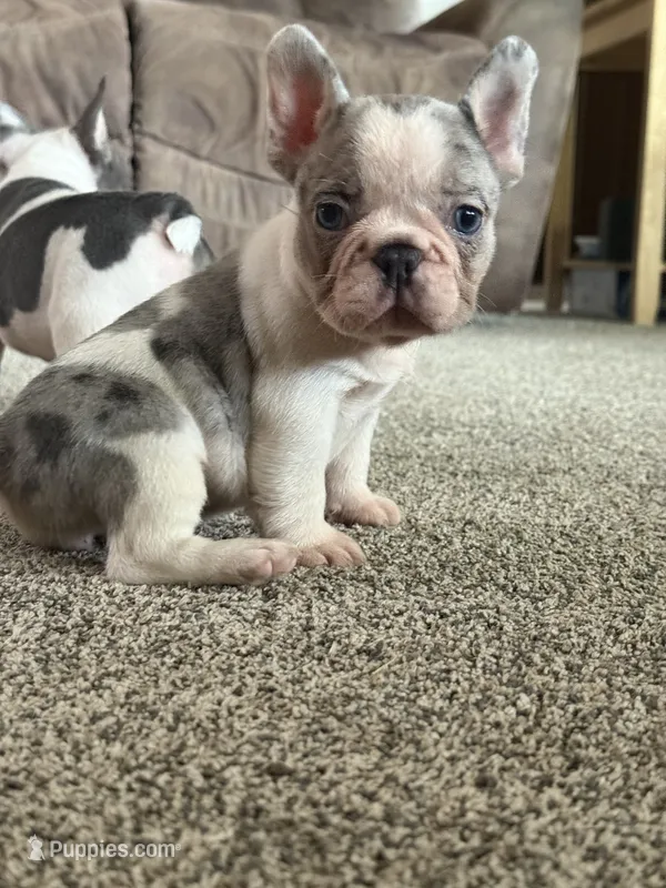 Lucy – French Bulldog puppy for sale in Osceola, MO