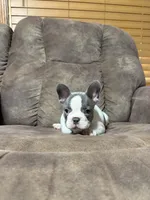 Sonny, a male French Bulldog for sale in Osceola, MO – 5 of 7