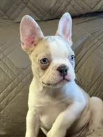 Riley, a male French Bulldog for sale in Osceola, MO – 3 of 10