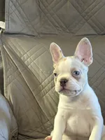 Riley, a male French Bulldog for sale in Osceola, MO – 6 of 10