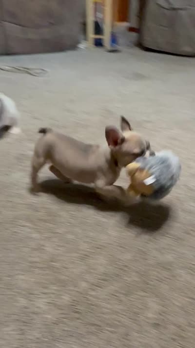 Little Annie, a female French Bulldog for sale in Osceola, MO – 10 of 10