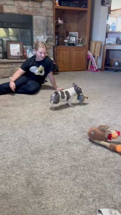 Sonny, a male French Bulldog for sale in Osceola, MO – 7 of 7