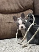 Sammy, a male French Bulldog for sale in Osceola, MO – 9 of 10