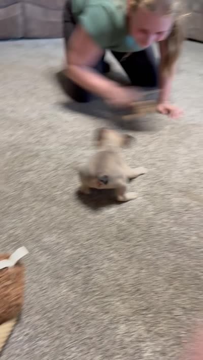 Little Annie, a female French Bulldog for sale in Osceola, MO – 9 of 10
