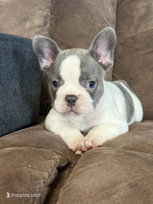 Sammy – French Bulldog puppy for sale in Osceola, MO