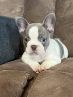 Sammy, a male French Bulldog for sale in Osceola, MO – 1 of 10