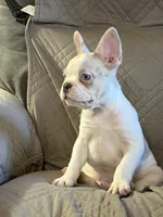 Riley, a male French Bulldog for sale in Osceola, MO – 5 of 10