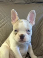 Riley, a male French Bulldog for sale in Osceola, MO – 7 of 10