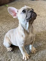 Candy, a female French Bulldog for sale in Osceola, MO – Photo 9 of 10