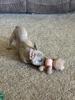 Candy, a female French Bulldog for sale in Osceola, MO – Photo 10 of 10