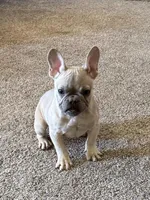 Candy, a female French Bulldog for sale in Osceola, MO – Photo 2 of 10