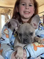 Candy, a female French Bulldog for sale in Osceola, MO – Photo 6 of 10