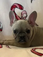 Candy, a female French Bulldog for sale in Osceola, MO – Photo 1 of 10