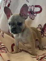 Candy, a female French Bulldog for sale in Osceola, MO – Photo 7 of 10