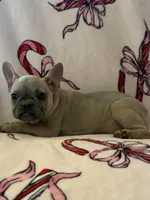 Candy, a female French Bulldog for sale in Osceola, MO – Photo 3 of 10