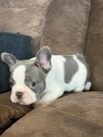 Sammy, a male French Bulldog for sale in Osceola, MO – 2 of 10
