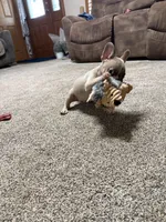 Little Annie, a female French Bulldog for sale in Osceola, MO – 7 of 10