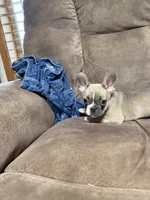Little Annie, a female French Bulldog for sale in Osceola, MO – 6 of 10
