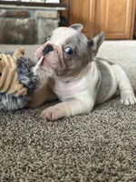 Lucy, a female French Bulldog for sale in Osceola, MO – 4 of 8
