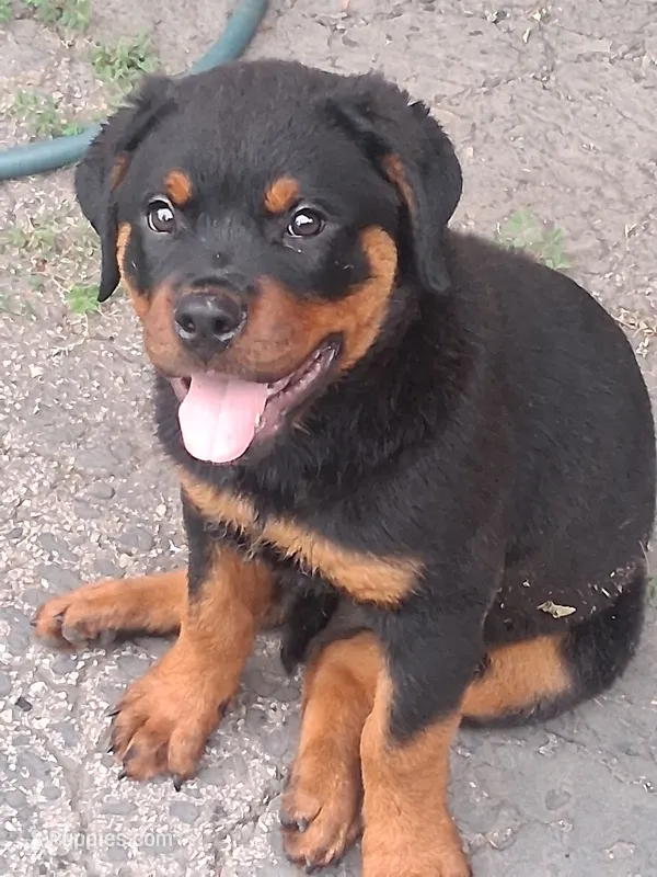 Bella  – Rottweiler puppy for sale in Park Forest, IL