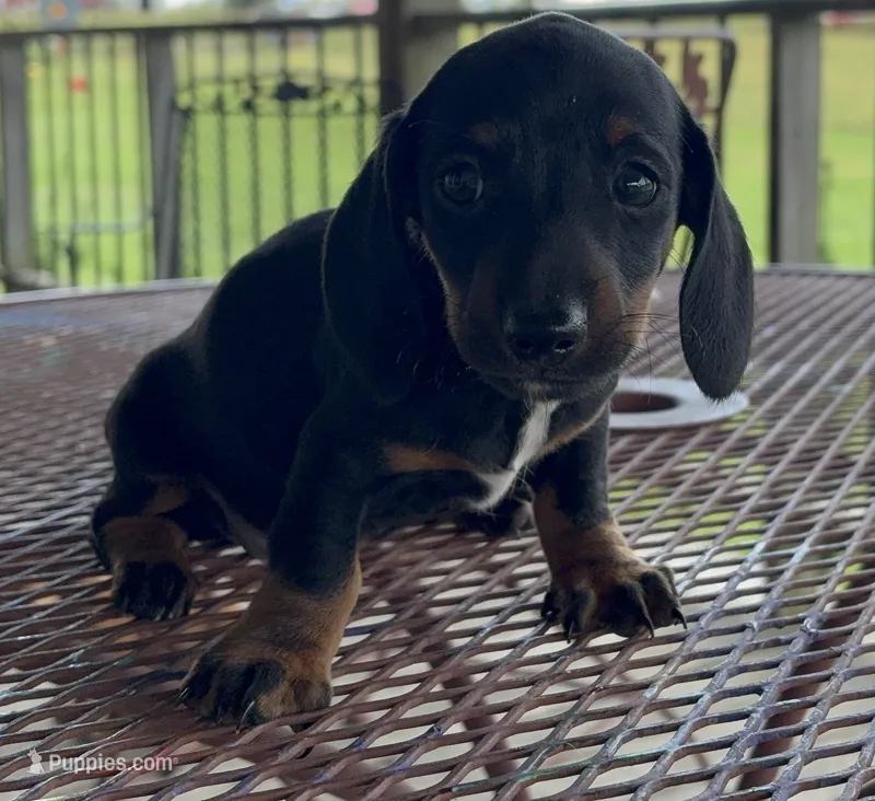 Jack – Miniature Dachshund puppy for sale in Lawson, MO