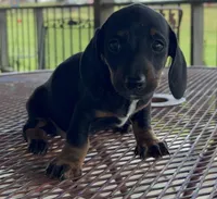 Jack, a male Miniature Dachshund for sale in Lawson, MO – 1 of 2