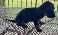 Jack, a male Miniature Dachshund for sale in Lawson, MO – 2 of 2