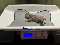 Gonzo, a male Dachshund for sale in Ratcliff, AR – 3 of 3