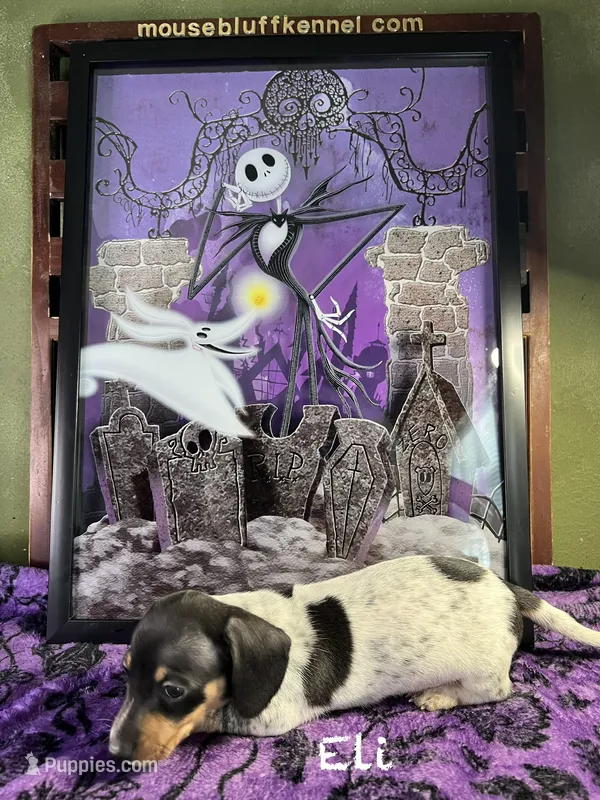 Eli – Dachshund puppy for sale in Ratcliff, AR