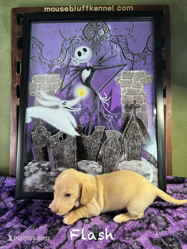 Flash – Dachshund puppy for sale in Ratcliff, AR