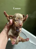 Gonzo, a male Dachshund for sale in Ratcliff, AR – 2 of 3