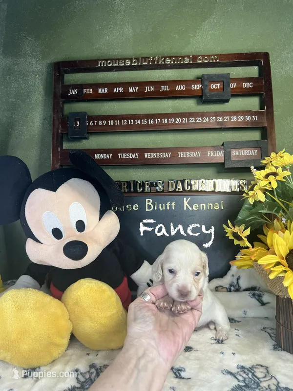 Fancy – Dachshund puppy for sale in Ratcliff, AR