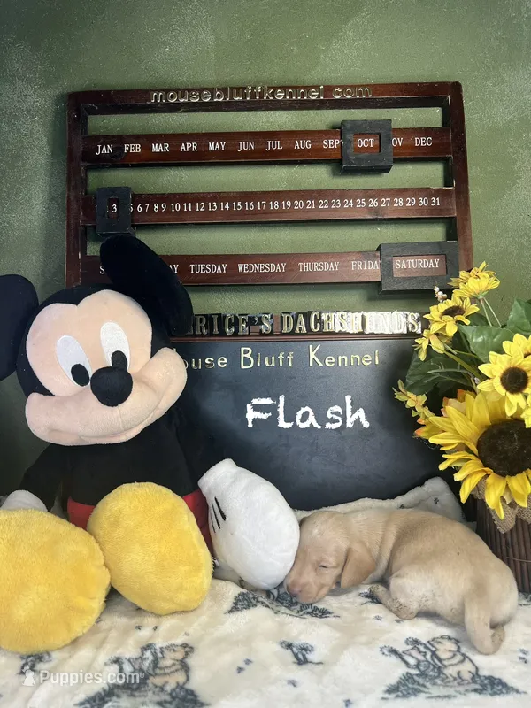 Flash – Dachshund puppy for sale in Ratcliff, AR