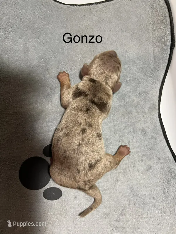 Gonzo – Dachshund puppy for sale in Ratcliff, AR