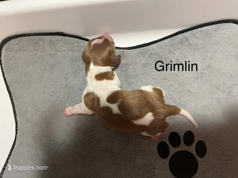 Gremlin – Dachshund puppy for sale in Ratcliff, AR